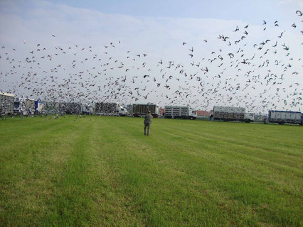 Auflass von über 25.000 Tauben 