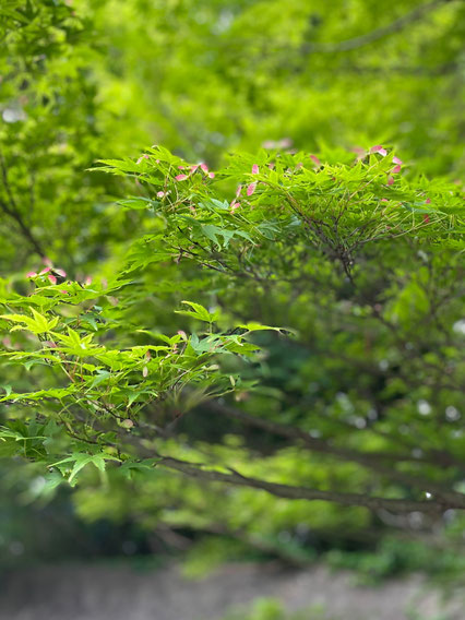 もみじの花 - 紅葉が終わると種を抱いて子孫を残すために旅立ちます。