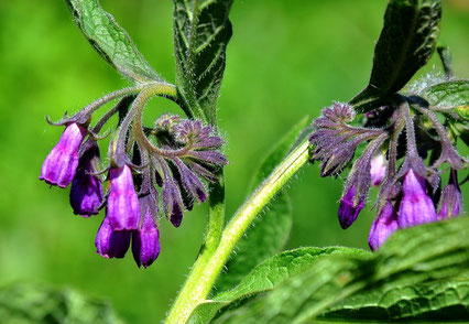 Comfrey root wound healing cell growth pyrrolizidine alkaloids
