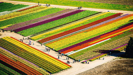 Champs de tulipes aux Pays-bas