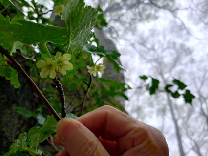 ヤシャビシャク花