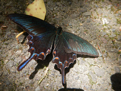 カラスアゲハ♂