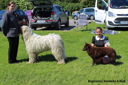 Rasta & Red at a championship dog show in 2017.