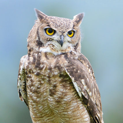 Naturfotograf, Tierfotograf in Trier und Luxemburg, Workshops Landschaftsfotografie