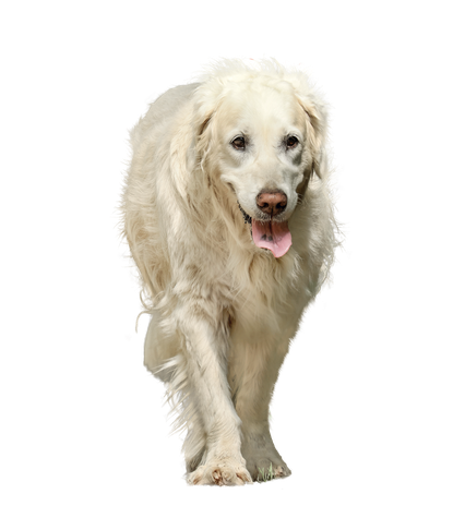 nierenkranke hunde naturlich ernahren hundkatzeschmaus gmbh