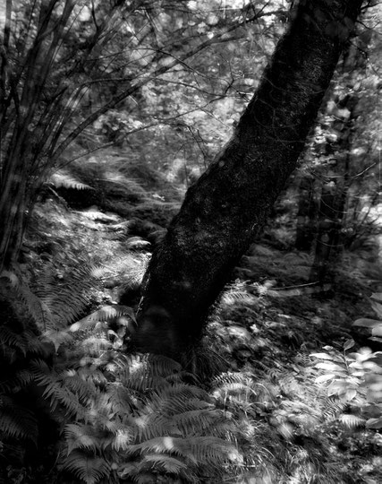 Nell'Ombra II