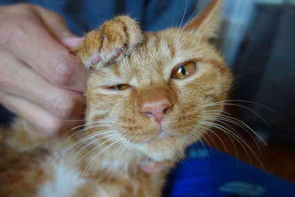 保護猫りう