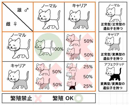 交配による出生確率の図解（遺伝子病）