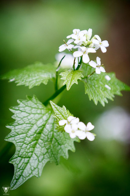 knoblauchsrauke alliaria petiolata während der blüte ende april | www.visovio.de