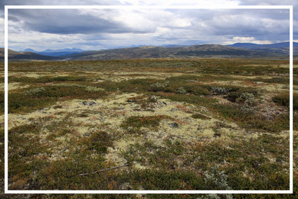 Norwegen-Dovre-Nationalpark-C284