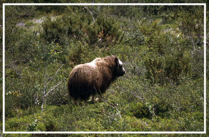 Moschusochsen-Norwegen-Dovre-Nationalpark-C285