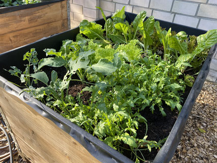 Vor den Ferien pflanzt die Garten AG noch Rucola, Kohlrabi, Mangold und verschiedene Salatsorten! 