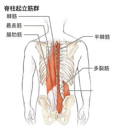 背中が痛む筋肉群