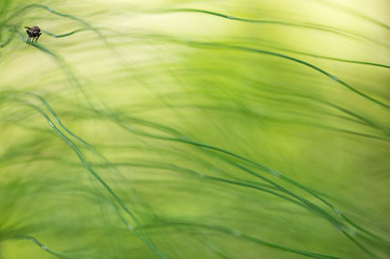 Sebastian Vogel, GDT, Naturfotografie