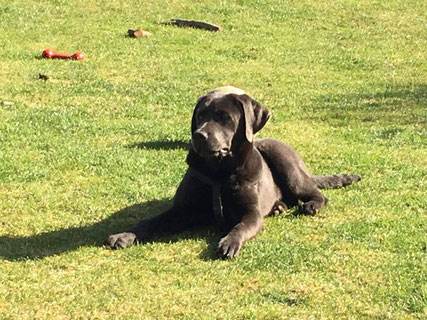 Buddy, Labrador 