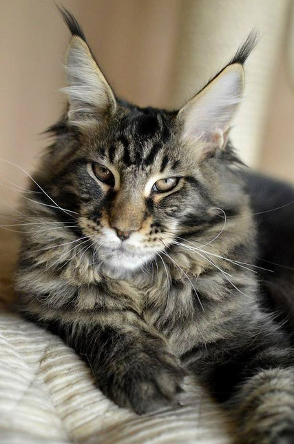 40 Top Photos Maine Coon Cat Distinguishing Features : Maine Coon Cat ...