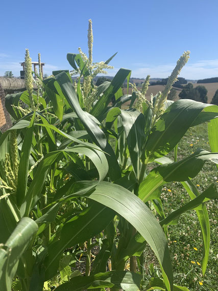 Growing Corn