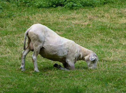 Mouton tondu à genoux de Iris Hammelmann chez Pixabay