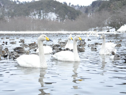 升潟で泳ぐ白鳥と水鳥の様子