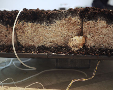 Maaijke Middelbeek, Through ooze and slime