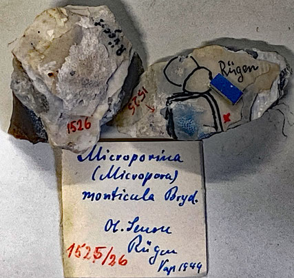 Senckenberg, Bryozoa, Bryozoen, Moostierchen, Sammlung Voigt