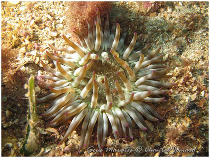 Anémone Charnue, pointe de la galère,