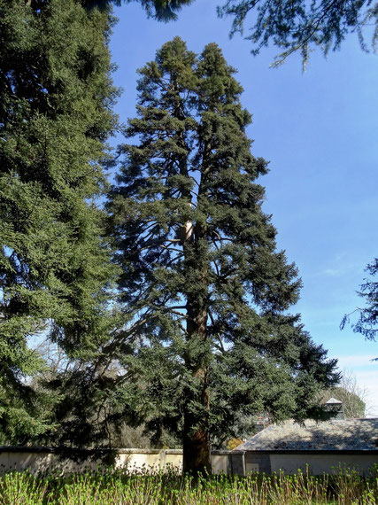 Pinsapo de la Casita del Príncipe. El Escorial. Madrid.