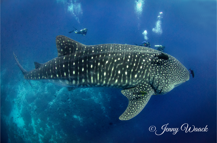 Divers diving with enormous adult whale shark