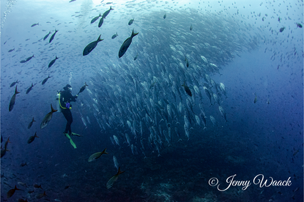 Diver surrounded by huge school of fish