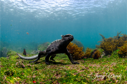 Endemic Marine Iguana feeding under water in Galapagos