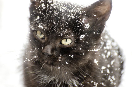 Katze im Schnee