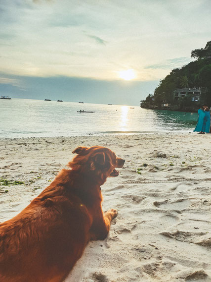 Am Strand von Boracay hatten wir regelmäßigen Besuch