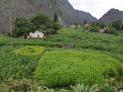 Hanfplantagen in mitten von Maisfeldern im Norden von Vietnams