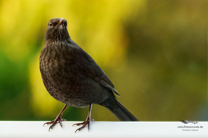 Die Amsel (Turdus merula)