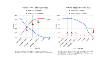 ワクチン抗体価検査 / 長谷川動物病院