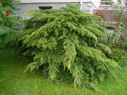 Arbuste Juniperus avant sa taille Niwaki à Perrigny dans le Jura (39)