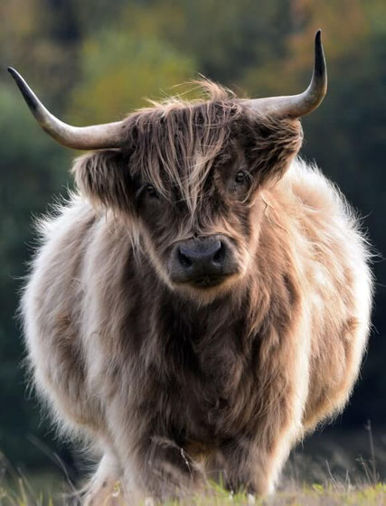 Ein Galloway, das aussieht, als würde es sich selbst erkennen
