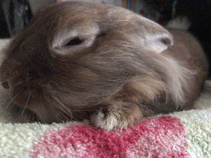 眠そうなうさぎの写真
