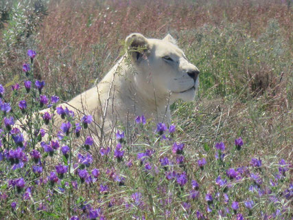 南アフリカ White Lion Protection Trustのホワイトライオン