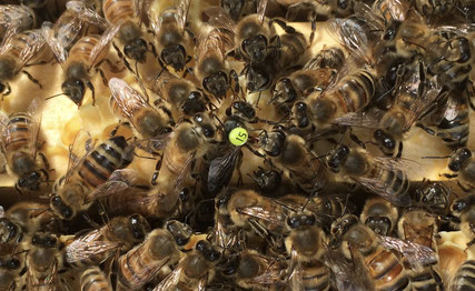 Bienenkönigin