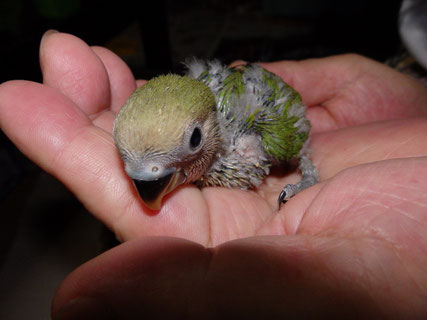 手乗りコザクラインコのヒナ