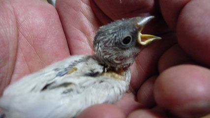 手乗りシルバー文鳥のヒナが仲間入りしました