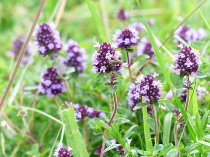 Quendel, wilder Thymian