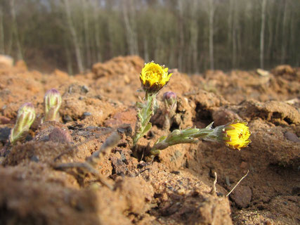Huflattich Blüte Sandboden