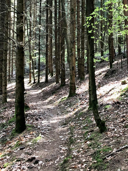 Wald - wandern - Schritte - Corona - Lahr Zeitung