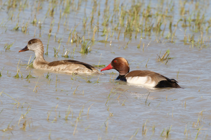 Ein Kolbenenten-Paar auf dem Wasser. Links befindet sich das Weibchen und rechts das auffälligere Männchen.