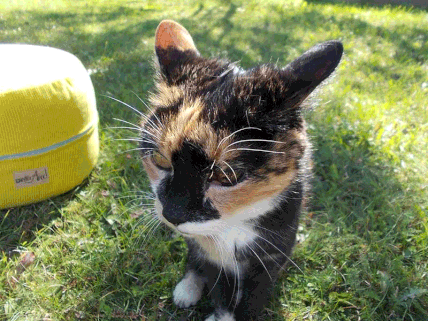 Katze Feli sitzt vor gelben Polster und maunzt 