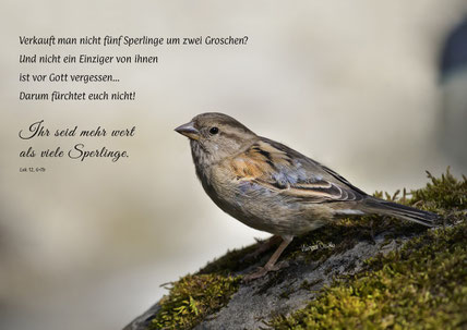 Spatz, Christliche Kunstkarte