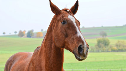 Pferd - Kiefergelenk - Entzündet - Symptome