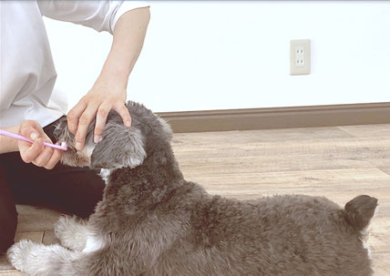 犬が受け入れやすい歯磨き